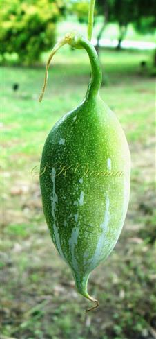  Fruit (Unripe)